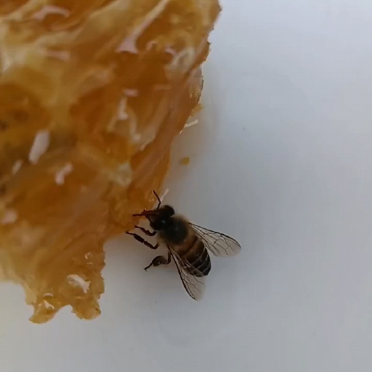 遵义农村土蜂蜜，自己的蜂蜜，可看检测报告