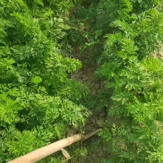 西华县小顶红萝卜
