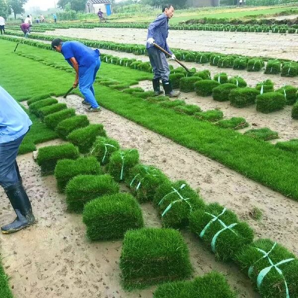 草坪草籽草坪种子四季常青矮生耐旱狗牙根马尼拉护坡草绿化