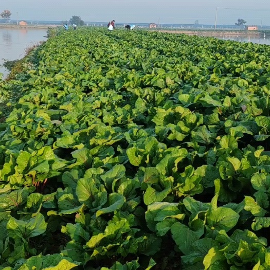 仙桃市红菜苔