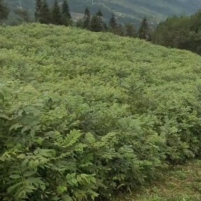 基地直供黄柏苗,规格齐全,欢迎各位来参观基地看苗