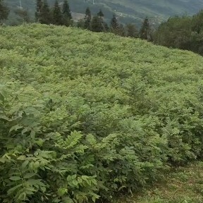 基地直供黄柏苗，规格齐全，欢迎各位来参观基地看苗