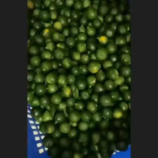 万宁市海南酸桔子