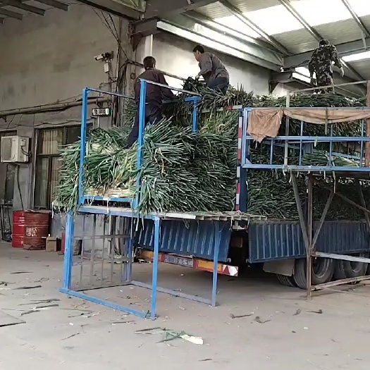 安丘市精品毛葱