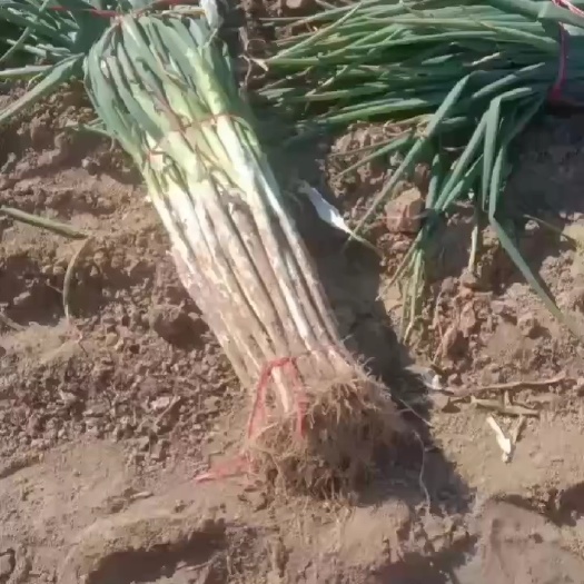兰考县兰考长白大葱