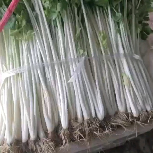 内江本地白芹