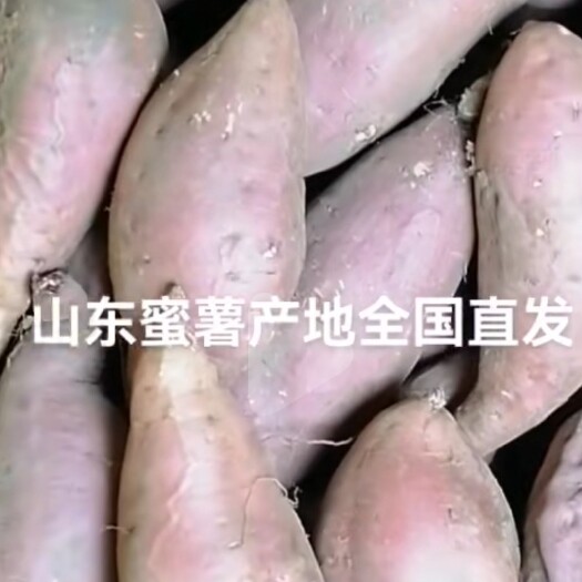 济南大量烟薯25，3两-1斤半的货都有