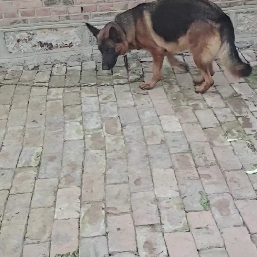 平原县纯种赛系德国牧羊犬