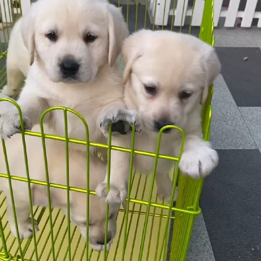 瑞丽市专业宠物犬繁殖