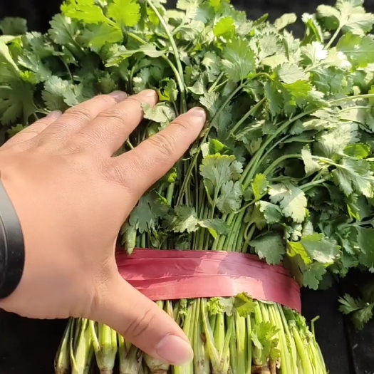 邯郸精品香菜，价格不高