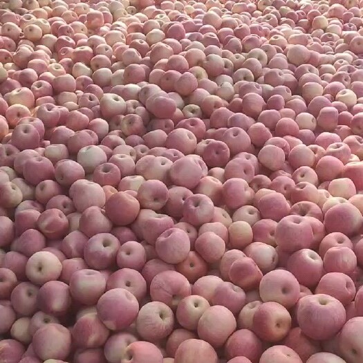 绥中县精品寒富 产区大量有货
