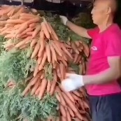 开封胡萝卜