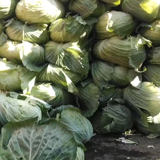 隆德县大包菜大量供应中