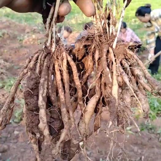 荆门优质一年生百部苗，自然育苗抗性好，耐运输成活率高，基地直供！