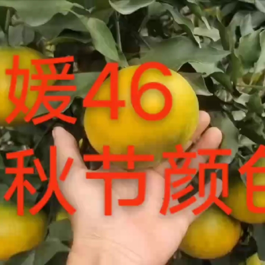 巴中爱媛46柑橘苗，阿蜜达，爱媛46，早熟耙耙柑