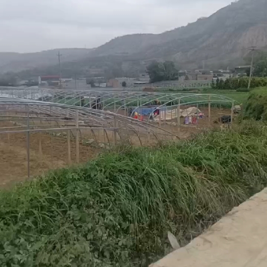武山县洛门红根蒜苗