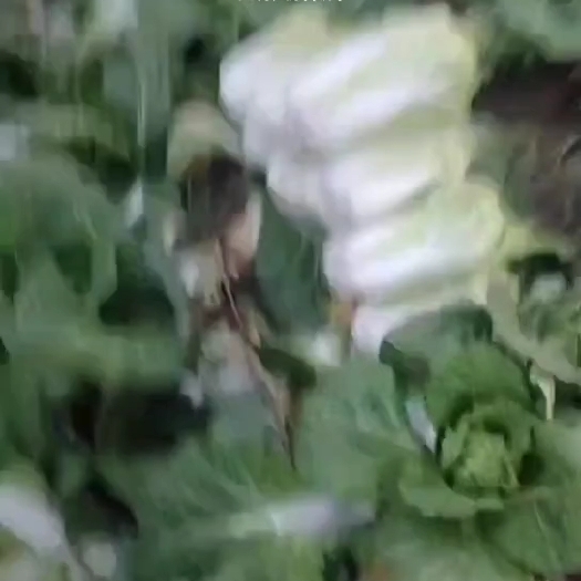 中宁县大白菜 黄心菜