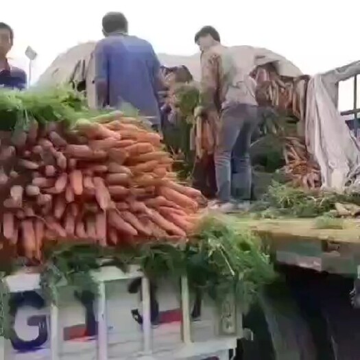 开封开封优质沙地胡萝卜