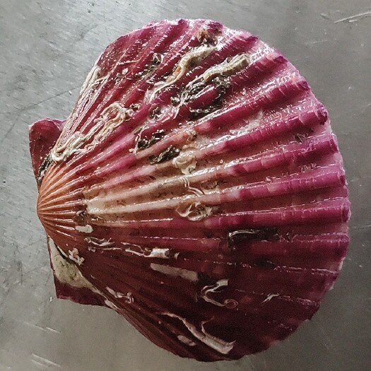 东港市海湾贝