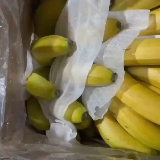 邯郸广西地胶大量有货，纯三把，果面干净颜色透亮，肥度可以，