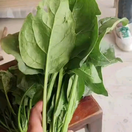 太康县菠菜大量有货，欢迎大家联系我