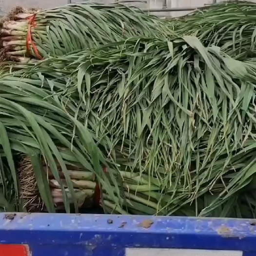 武山县红根蒜苗