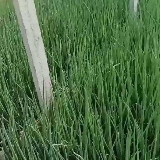 安丘市小香葱