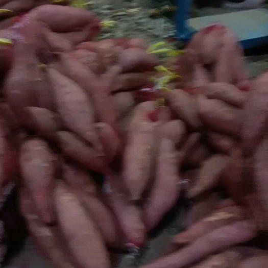 通许县龙薯