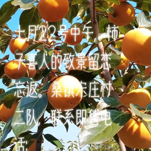 兴平市阳丰甜柿子