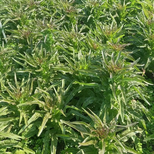 宿州宿州埇桥红叶莴笋   大量有货