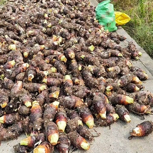 双牌县香粉糯