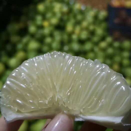 洪江市湖南怀化安江冰糖柚