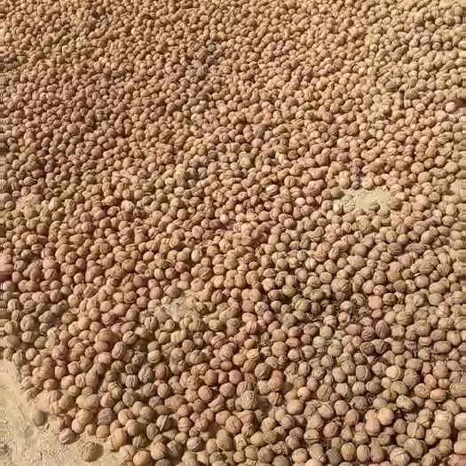 温宿县新疆阿克苏185纸皮核桃自然晒干对接电商24小时发货