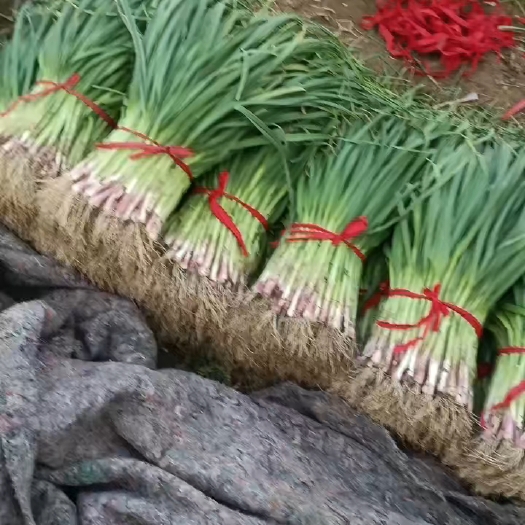 禹州市红根蒜苗