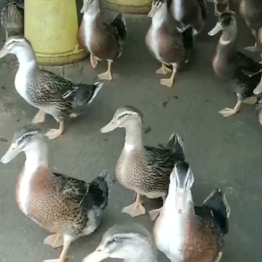 高安市麻鸭