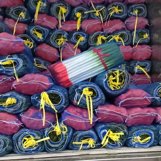 安丘市山东安丘精品大葱