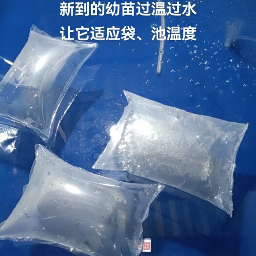 南昌出卖各种鱼苗，成品鱼