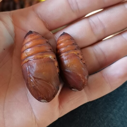 宽甸县辽宁特色柞蚕蛹（小黄蛹）