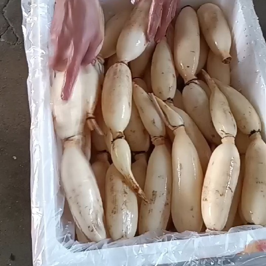 鄂州水果藕大量供应，生吃脆甜，入口无渣，当天采摘发货。
