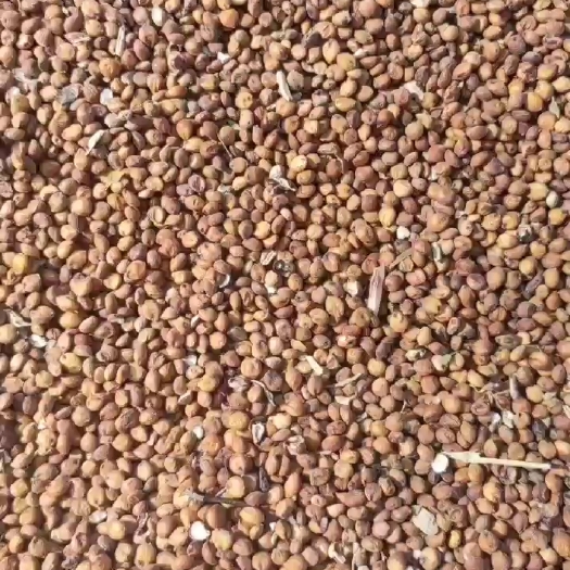 菏泽红糯16半糯性品种