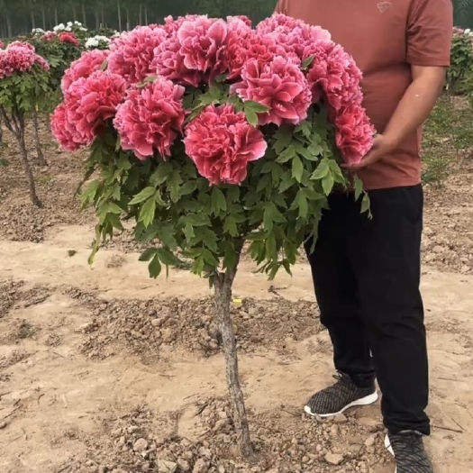 广河县本人专业卖牡丹树，喜欢的下单
