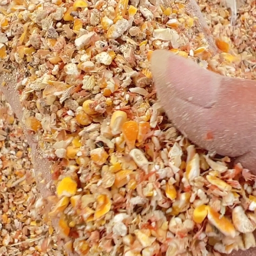 武汉碎玉米，碎玉米颗粒饲料，养殖户好帮手