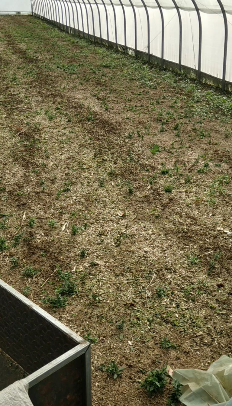长顺县冻辣椒