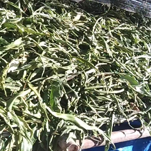 兰坪县化石草