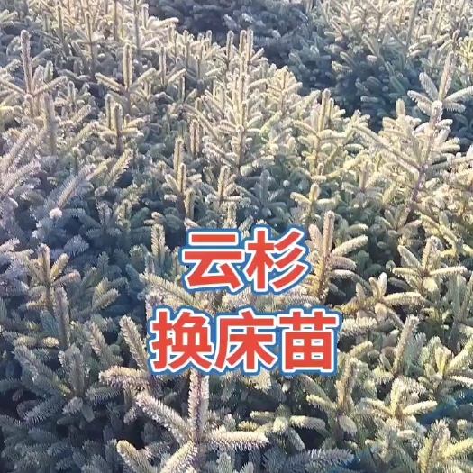 通化云杉