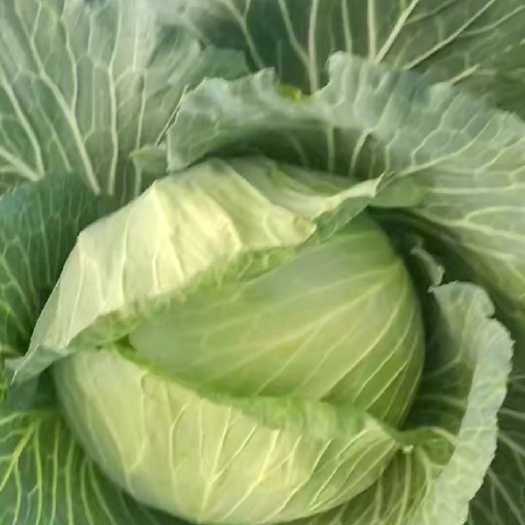 利川市高山蔬菜好吃耐保存耐运输