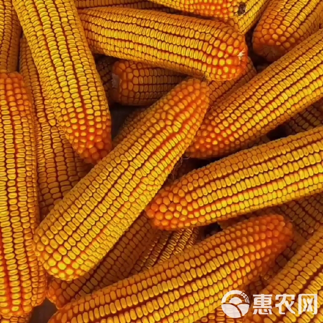 双国审玉米种子新品种矮杆大棒抗倒南方北方均可种植耐高温抗锈病
