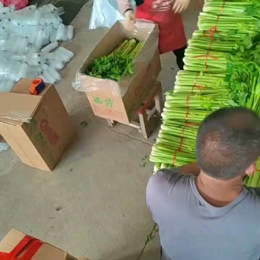 金乡县芹菜花菜甘蓝花生