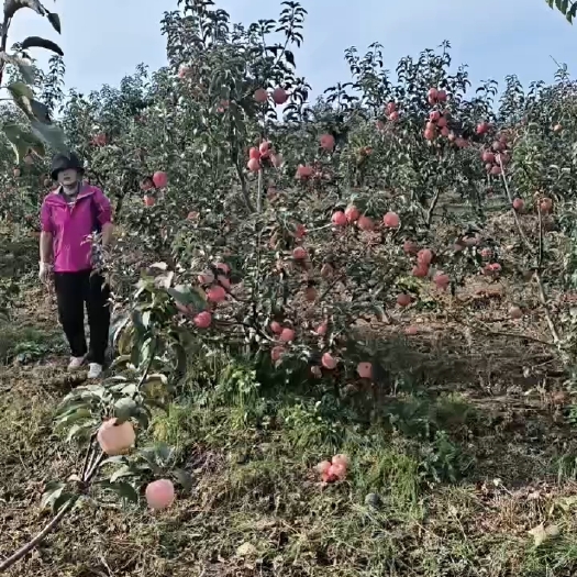 沈阳寒富苹果