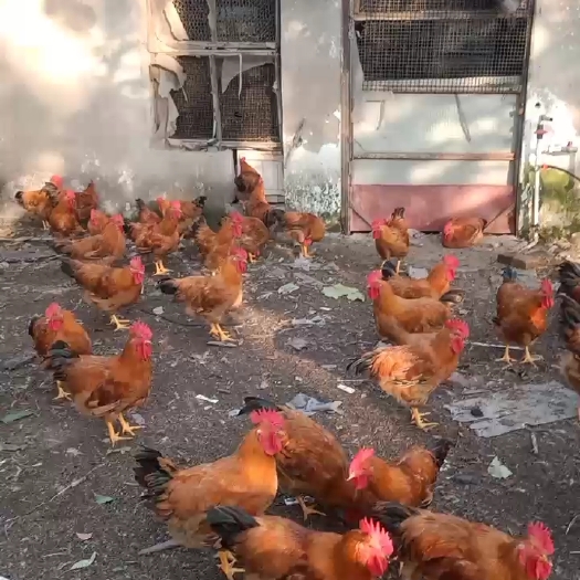 龙游县红瑶土鸡公鸡